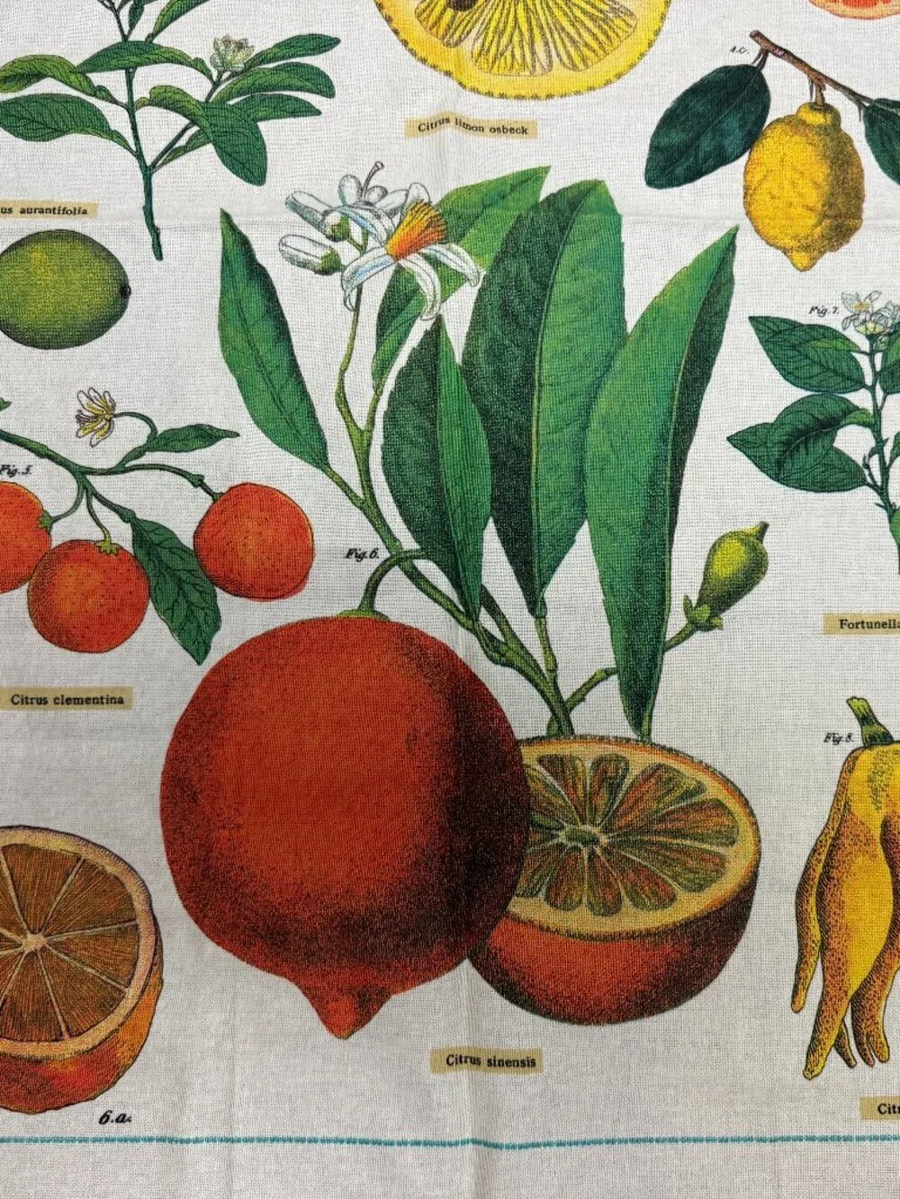 Cavallini Papers & Co. new no
